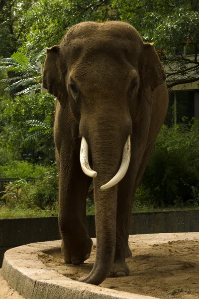 En elefant på zoo — Stockfoto