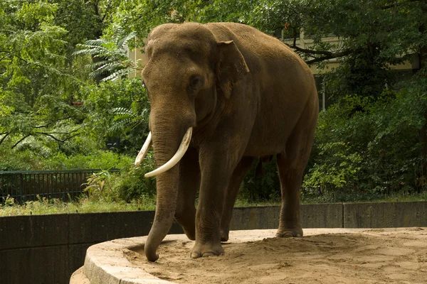 Un elefante en el zoológico — Foto de Stock