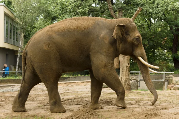 Un elefante en el zoológico — Foto de Stock