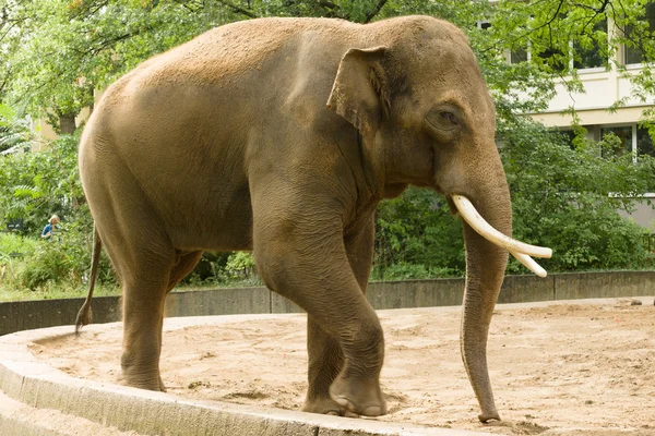 Un elefante en el zoológico —  Fotos de Stock