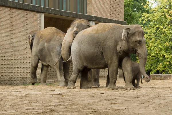 Les éléphants au zoo — Photo