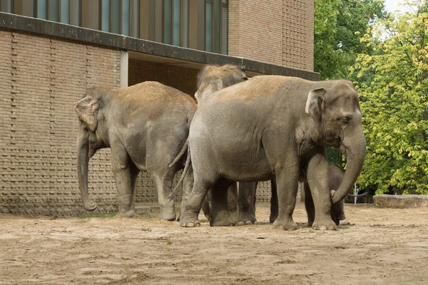 Les éléphants au zoo — Photo