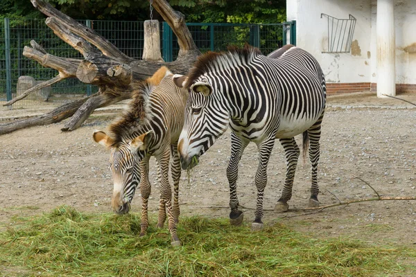 Zebran — Stockfoto