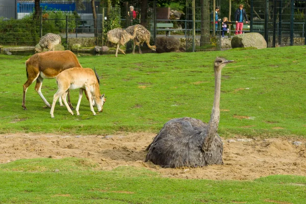 Olika djur i en djurpark. — Stockfoto