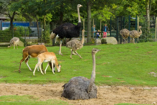 Различные животные в зоопарке . — стоковое фото