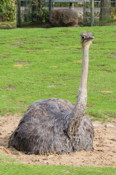 Den kvinnliga strutsen — Stockfoto