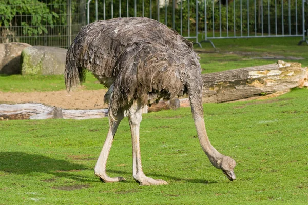 El avestruz femenino — Foto de Stock