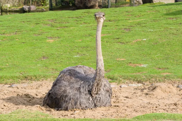 Den kvinnliga strutsen — Stockfoto