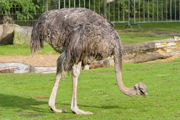 El avestruz femenino — Foto de Stock
