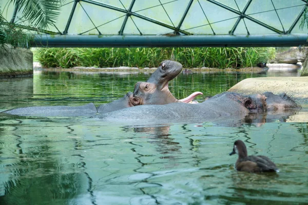 Hipopótamo en zoológico — Foto de Stock