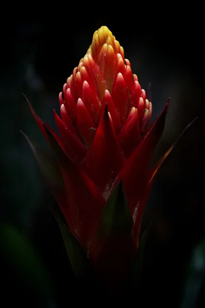 Flor Vriesea poelmannii. Viñedos —  Fotos de Stock