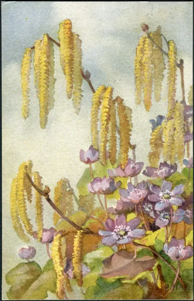 Old Swiss postcard 1919. Spring flowering. — Stock Photo, Image