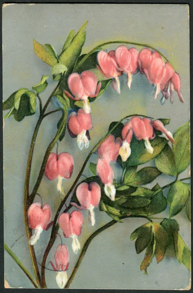 Eski Alman kartpostal, 1911. gösterilen çiçekli lamprocapnos spectabilis — Stok fotoğraf