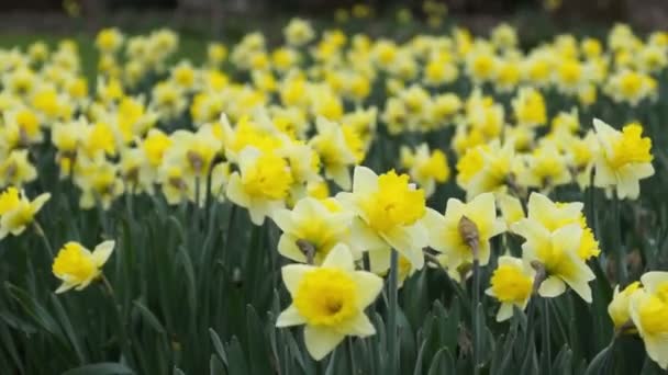 Narcissus in the wind. — Stock Video
