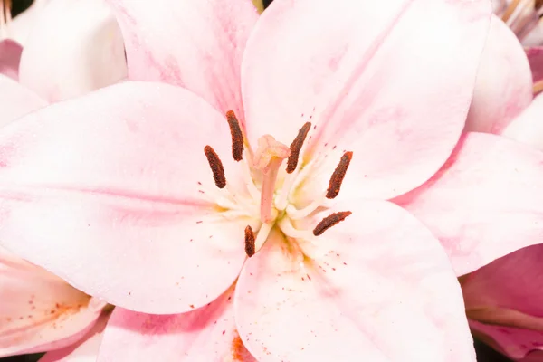 Lilium dopo pioggia primo piano . — Foto Stock