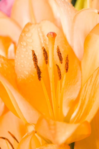 Lilyum sonra yağmur yakın çekim. — Stok fotoğraf