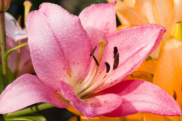 Lilium dopo pioggia primo piano . — Foto Stock