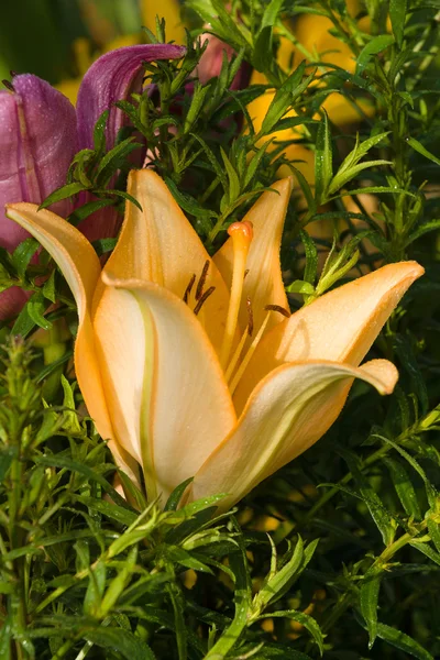 Lilium efter regn närbild. — Stockfoto