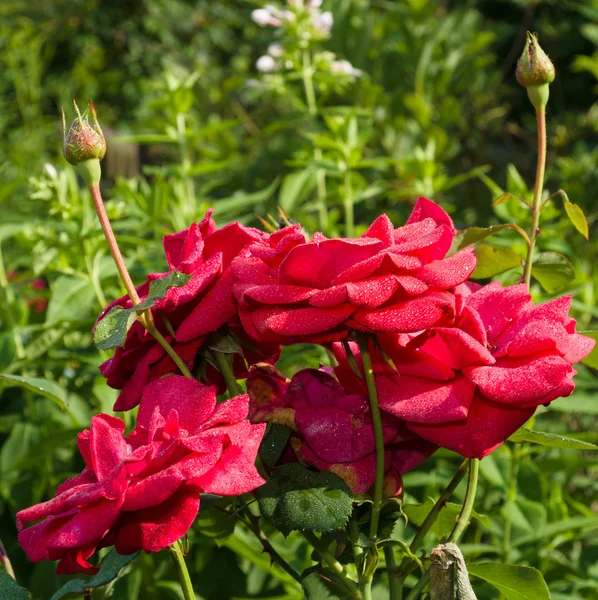 Rosenblomma efter regn. — Stockfoto