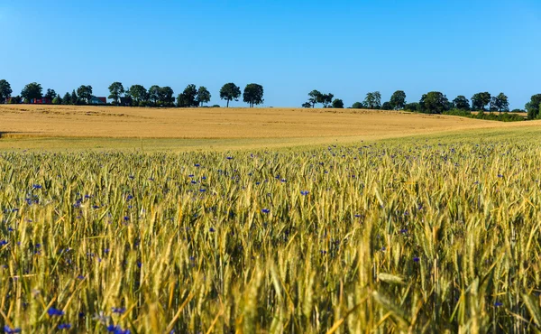 Поле пшениці на заході сонця . — стокове фото
