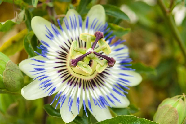 Passiflora — Stockfoto