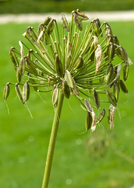 Sementes de Allium . — Fotografia de Stock