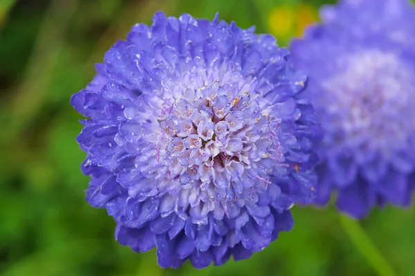 Flowering Scabiosa. — Stock Photo, Image