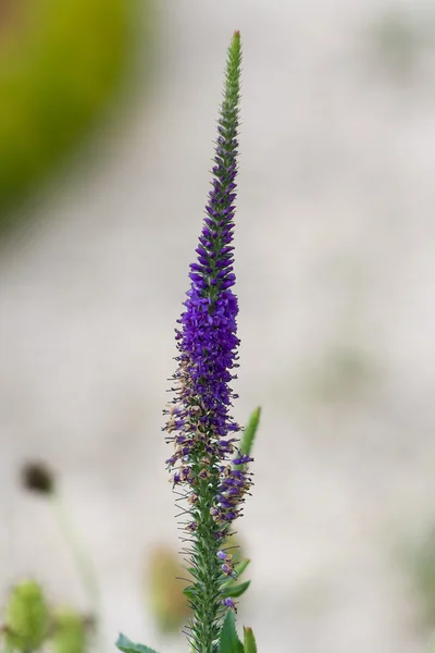 Blommande veronica. — Stockfoto