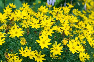 Flowering Coreopsis clipart