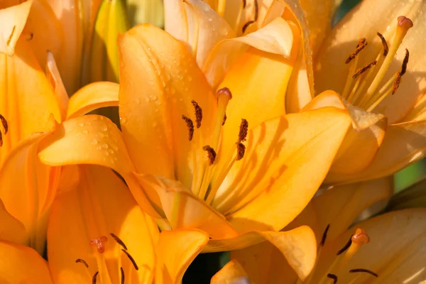 Blomning av lilium. — Stockfoto