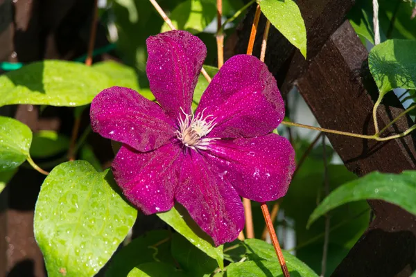 Flowering clematis — Stock Photo, Image