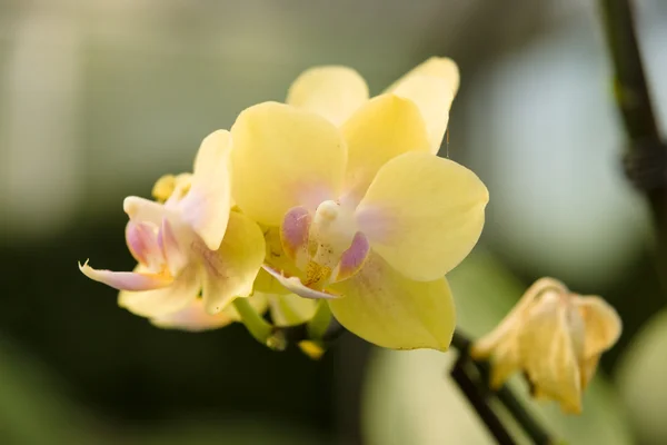 Orquídea — Fotografia de Stock