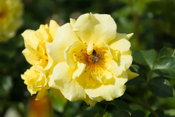 Kwitnąca róża w ogrodzie — Zdjęcie stockowe
