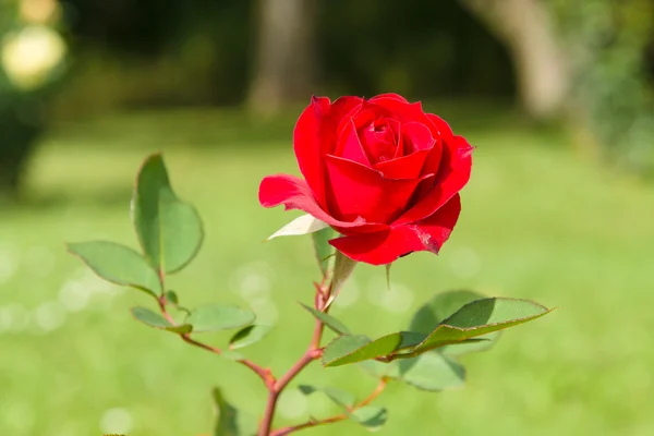 Bloeiende roos in de tuin — Stockfoto