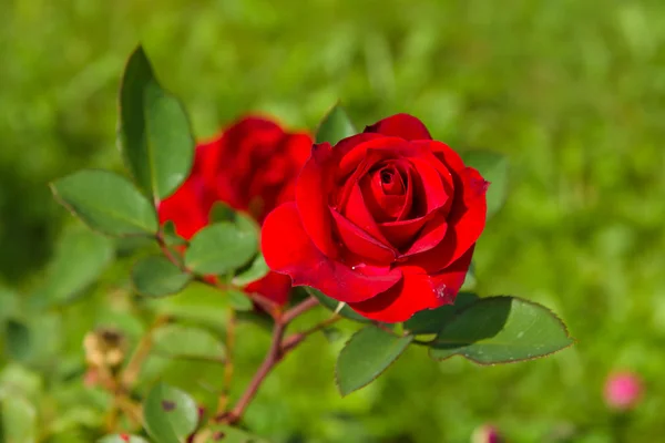 Blooming rose in the garden — Stock Photo, Image