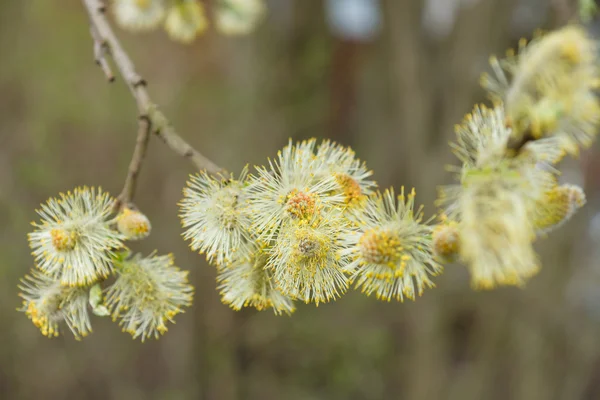 Flowering willow — Stock Photo, Image