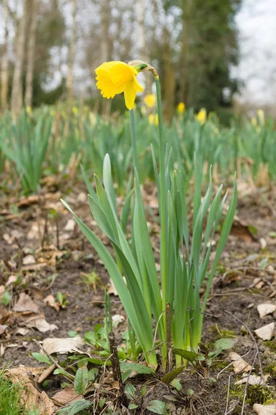 Narciso floreciendo en el jardín . — Foto de Stock