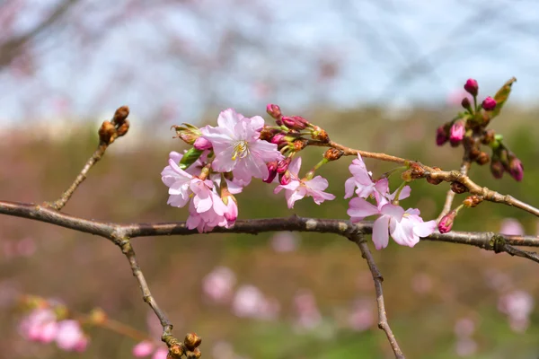 Kirschblüte — Stockfoto