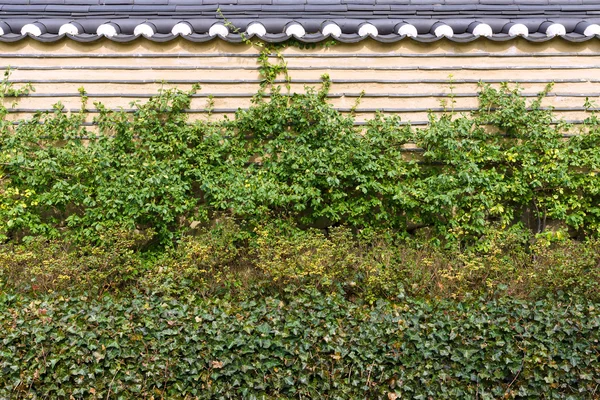 Fence with ivy. Background — Stock Photo, Image