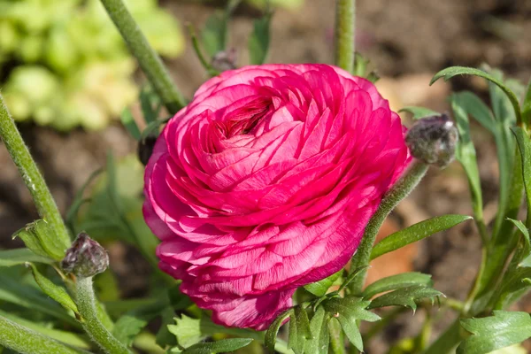 Ranunculus bloom in the garden — Stock Photo, Image