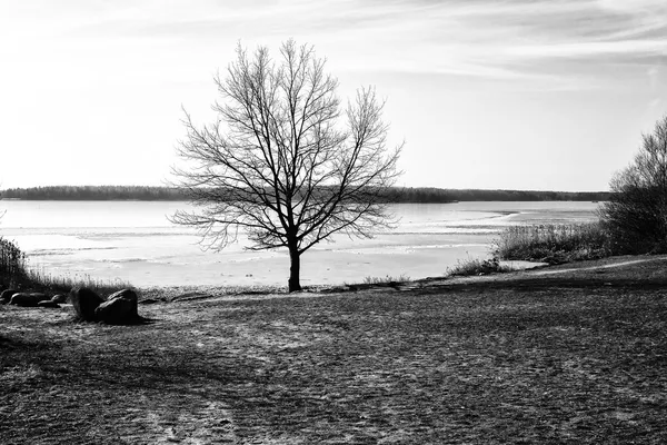 Lonely tree near a frozen lake — Stock Photo, Image