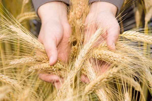Hands holding wheat ears. — Stock Photo, Image