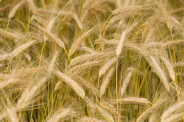 Orecchie di grano. Contesto . — Foto Stock