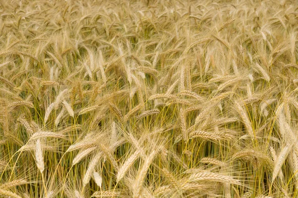 Ears of wheat. Background. — Stock Photo, Image