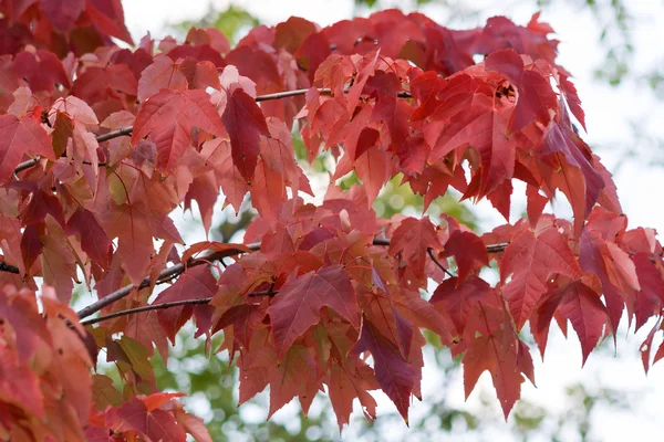 Autumn foliage. Background. — Stock Photo, Image