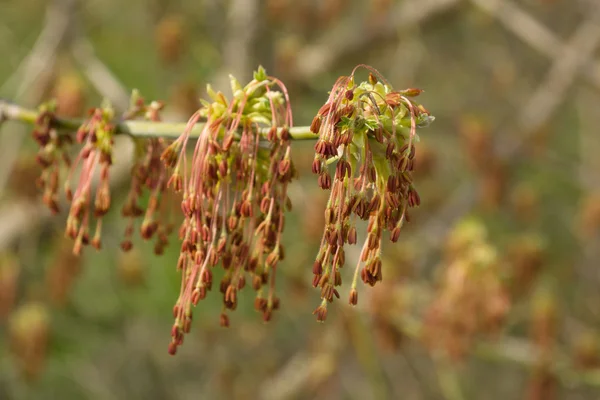 Kvetoucí americký maple (javor jasanolistý). — Stock fotografie