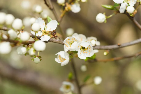 Blühender Apfelbaum. — Stockfoto