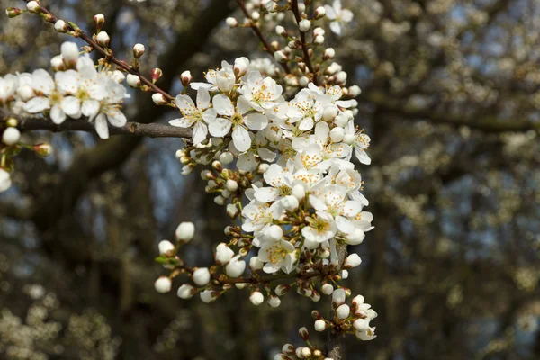 Blommande äppelträd. — Stockfoto