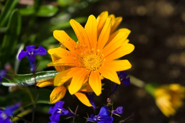 Floración de caléndula . — Foto de Stock