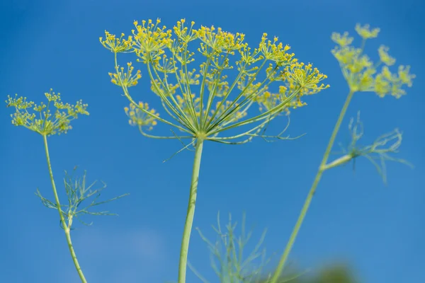 Flowering Dill. Background - blue sky. — Stock Photo, Image